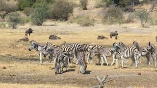 Boteti River \u0026 Makgadikgadi Pans NP - an honest review!