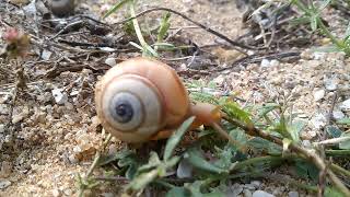 Snail Moving Show. நத்தை நகரும்  அழகு காட்சி. from Tamil nova nature.