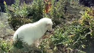 Perro mapache blanco en el zoológico de la Iida city^_^ 2023年11月19日飯田市にある動物園の白いタヌキ。毛がふさふさで、とてもきれいでした