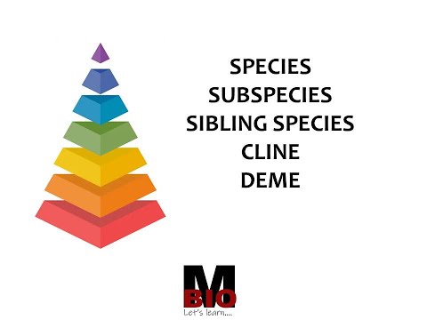 What is a Cline?