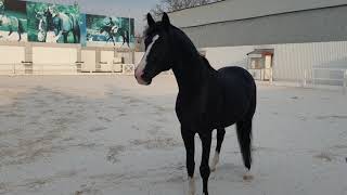 Sandro Magic stallion for  sale  *****