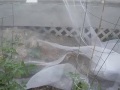 protecting the garden from deer using mosquito netting or agfabric