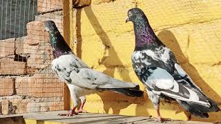 Rampuri Nar or Teddy Madi Resulted pair Sb bhi shoq karen (03217733331) || Rj Prince Unique Pigeons