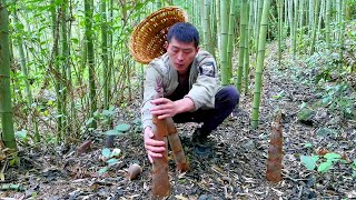 Go to the mother-in-law's house on the top of the mountain to break bamboo shoots