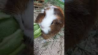 モルモットがピーマンを食べるだけの動画 #モルモット #モルモットのいる暮らし #guineapig