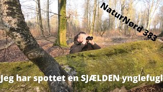 NaturNørd 383. Europas Største Spætte...!!! SORTSPÆTTEN !!!!