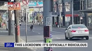 Deer runs through Melbourne suburbs amid lockdown