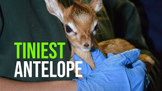 World’s Smallest Antelope Born at Brookfield Zoo