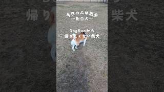 今日のふゆ散歩 〜拒否犬〜 そんな帰りたくないの? #柴犬のいる暮らし #dogrun #柴犬 #拒否柴