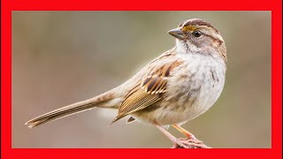 White Throated Sparrow Song - White Throated Sparrow Call , Chirp, Sound, - Zonotrichia Albicollis