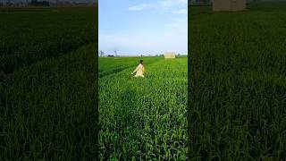 {Bhakkar Star}Sop Application in Wheat[RiceZone] #agriculture #village #farming #farmer #viral #np