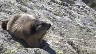 Świstak w Tatrzańskim Parku Narodowym (Groundhog in Tatras National Park)