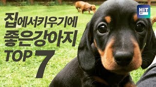 집에서 키우기 좋은 강아지 인기순위 TOP7