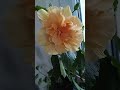 Гибискус махровый персиковый Double Peach Hibiscus/Красиво цветущие кустарники/