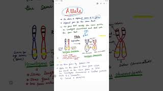 What is Allele? 🤔 😳 #shorts #biology  #allele #viralshorts