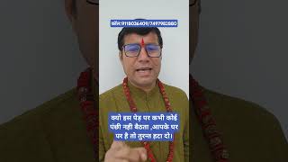 इस पेड़ पर कभी कोई पंछी नही बैठता आपके घर है तो तुरन्त हटा दो#youtuber#astrology#motivation#horoscope