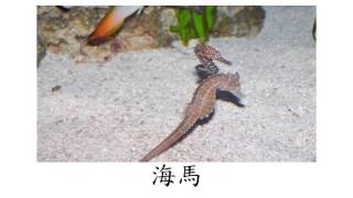 Chinese (Mandarin) Flashcard Course for Children - Animals - Others (兒童中文(普通話)字詞閃卡課程 - 動物 - 其他)