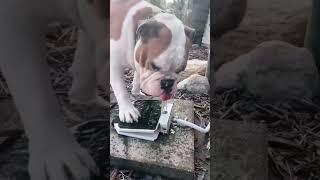 Smart dog drinking water 狗喝水 #smartdog #drinking_water