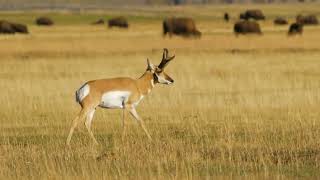 Animals of Grand Teton National Park Nature Video with Natural Sounds #tsunamitsar