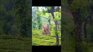 അരിക്കൊമ്പൻ | Arikkomban - Famous Kerala wild elephant