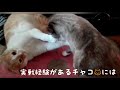 山猫の確認 アルトワークス ha36s s にゃんず =^・^= とっくみあい