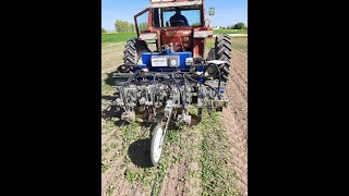 sugar beets weed control