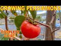 The BEST GUIDE To GROWING PERSIMMON TREES On The Internet!