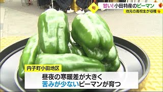 おらが町のピーマンは「おいしさが際立ってる！」高校生が地域の食と農業を学ぶ【愛媛】 (23/07/12 18:00)