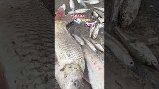 পুকুরের তাজা মাছ #shorts #shortvideos #shortsviral #village