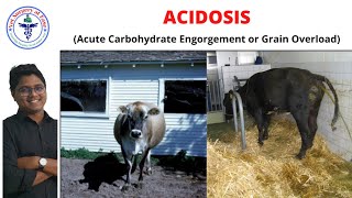 Acidosis | Bovine Diseases | Lecture 03