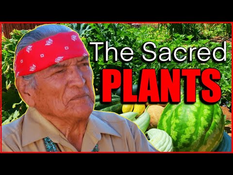 What crops did the southeast native Americans grow?