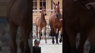 Kathiawari Beautiful 🥰 and Dangerous Horse😱