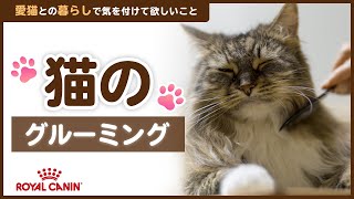 猫の室内飼いガイド【第７回】猫のグルーミング