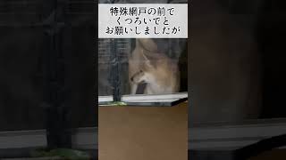 『とんの家から′23 誤解』#柴犬  #北の国から