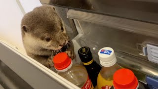 冷蔵庫を開けイタズラしてるのがバレたカワウソが明らかに動揺しすぎている Otter seen opening the refrigerator to play a prank.