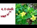 flowers name ফুলৰ নাম flowers name in english u0026 assamese ফুলৰ নাম ইংৰাজী আৰু অসমীয়াত