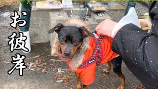 お彼岸なのでお墓参りに行くジロ【ミニピン】