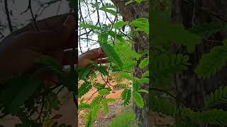 துளிர் விட்ட 40 வயதான புளியமரம் #treeoflife  #tamarindtree #oldtree #treelove #naturelove