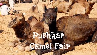 Pushkar Camel Fair