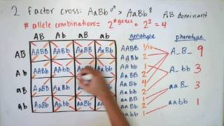 Probability and Mendelian Genetics