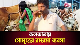 আধুনিক যুগেও মলমূত্র খায় যে জাতি | Indian People | Eats Cow Urine | Eats Excrement India | Gtv News