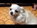 おしりがかゆくてしかたないチワワ chihuahua scratches the hips