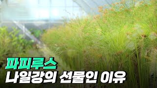 [핫클립] 뿌리부터 껍질까지 유용한 파피루스 / YTN 사이언스