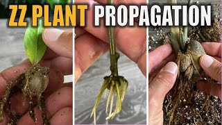 ZZ Plant Propagation - 5 Ways To Propagate with Results (Zamioculcas Zamiifolia)