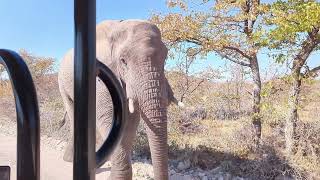 A Bull Elephant Lifts a Safari Vehicle!