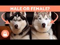 Differences Between Male and Female SIBERIAN HUSKIES 🐺🐾 Which to Adopt?