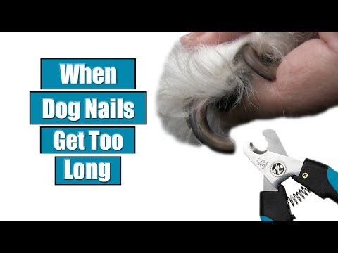 When Dog Nails Get Too Long When Dog Nails Get Too Long