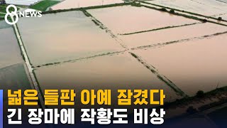 물바다 된 농경지…긴 장마에 작황 비상, 농민들은 '시름' / SBS 8뉴스