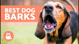 BEST s of DOGS BARKING REALLY LOUD 🐶🔊 Very Funny Dog Barking Comp!