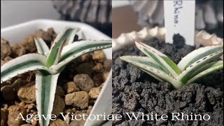 Agave Victoria White Rhino | อากาเว่วิคตอเรียแรดขาวไซส์จิ๋ว |